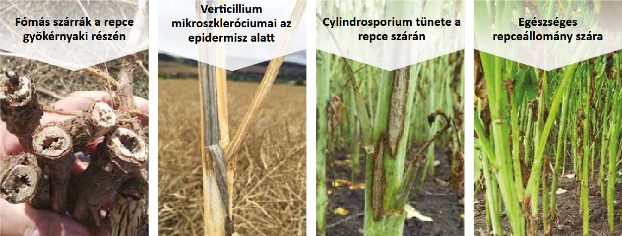 Teljes szélességű kép