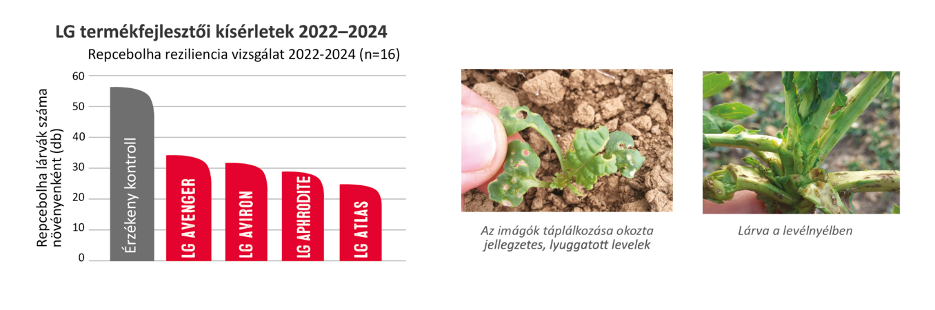 Repcebolha reziliencia